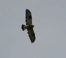 Rough-legged Buzzard